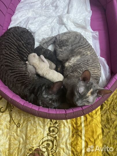 Корниш-рекс