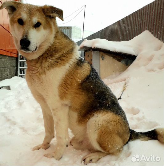 Кобель в добрые руки
