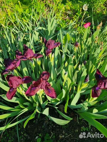 Ирисы карликовые