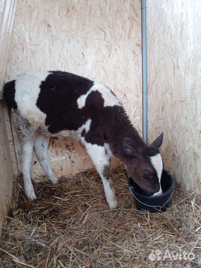 Продаю 2 тёлки