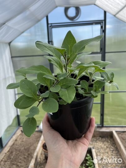 Петунии в горшках 1 л с бесплатной доставкой