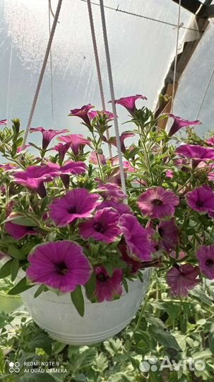 Петуния ампельная, каскадная, вегетативная