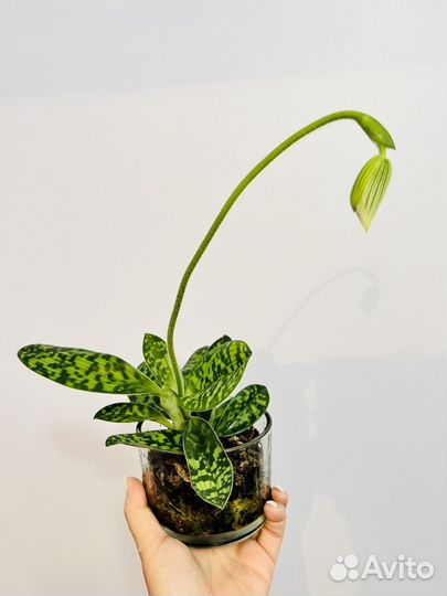 Фаленопсис/Орхидея
