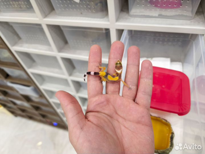 Ящерица Эублефар, яркие гекконы-малыши