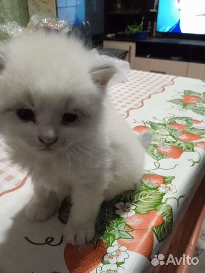 Кошка в дар