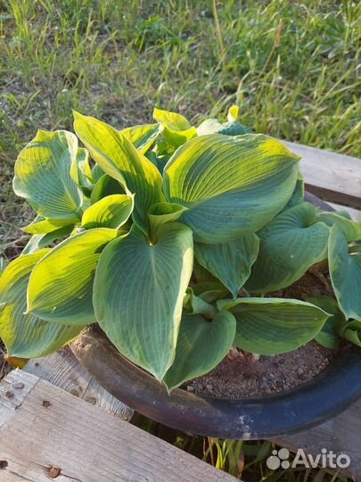 Хоста растение