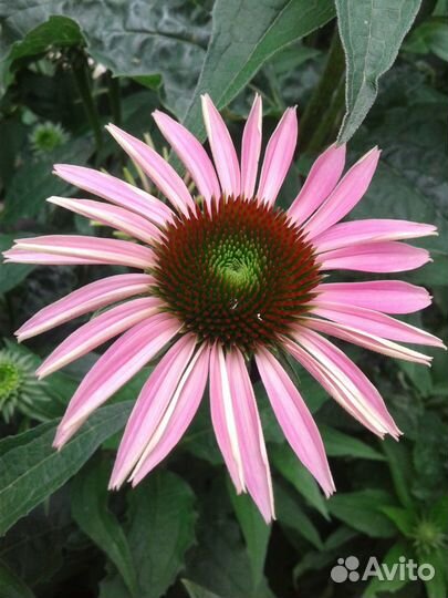 Эхинацея пурпурная