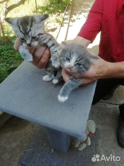 Котенок в дар бесплатно