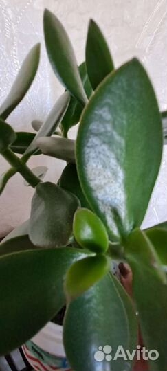 Толстянка (денежное дерево)