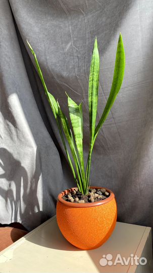 Сансевиерия,щучий хвост,тёщин язык