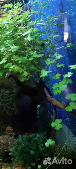 Аквариумные растения