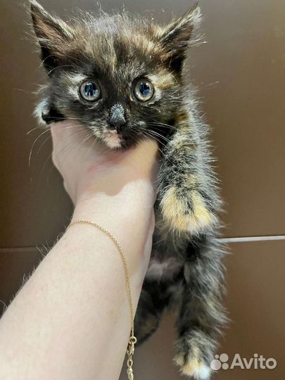 Джемка (1,5 месяца) ищет дом