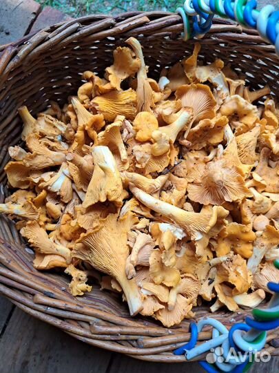 Грибы лисички