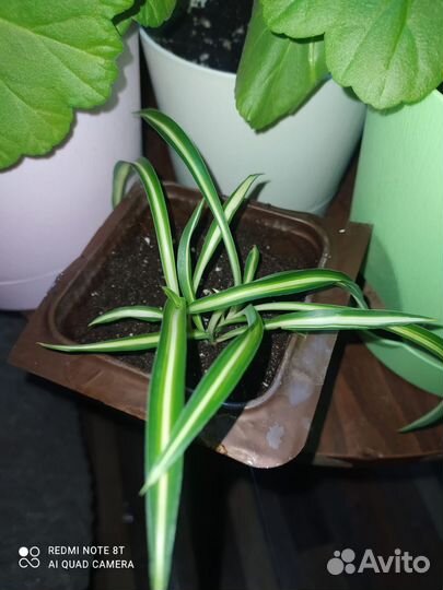 Хлорофитум хохлатый