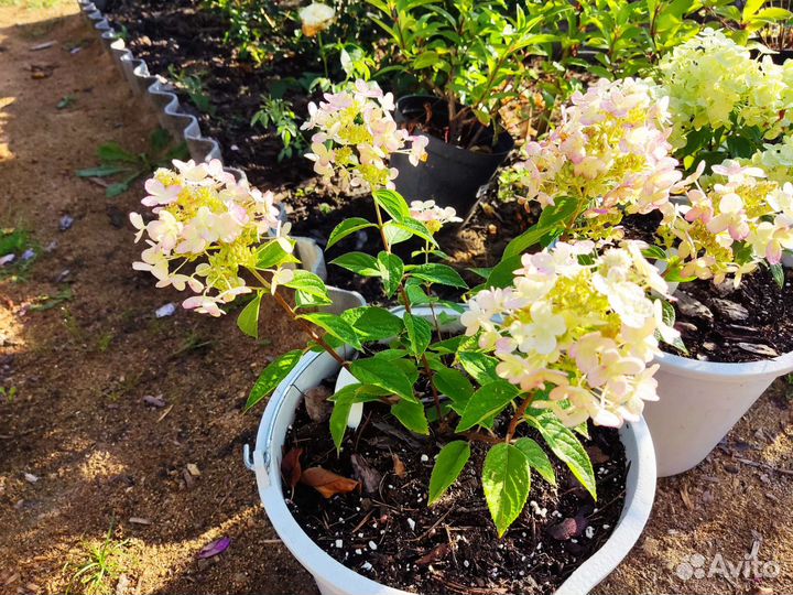 Гортензия Пандора, Панфлора, Паненка, Панорама