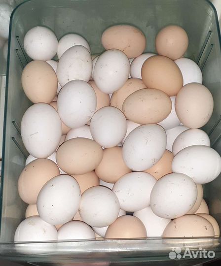 Домашние куриные яйца