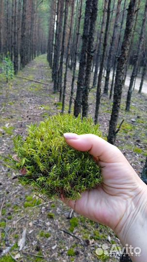 Мох, кладония, лишайник для улиток, террариума