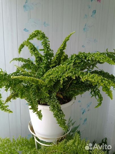 Папоротники нефролеписы сортовые 2 часть