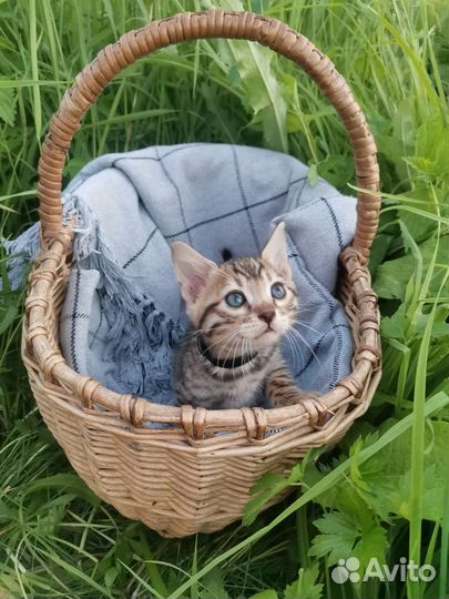 Бенгальские котята