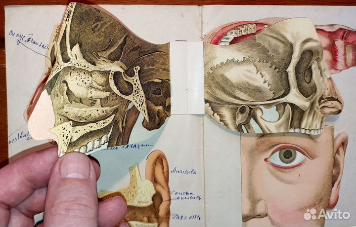 Вкладка-раскладушка - Анатомия головы