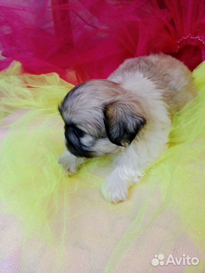 Щенки пекинеса