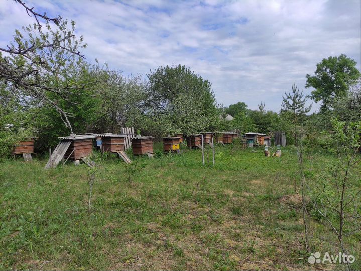 Продам пчел и пасеку