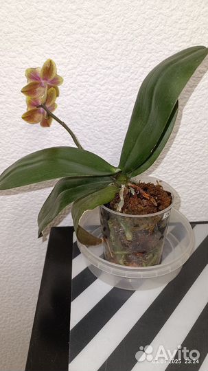 Орхидея фаленопсис бабочка
