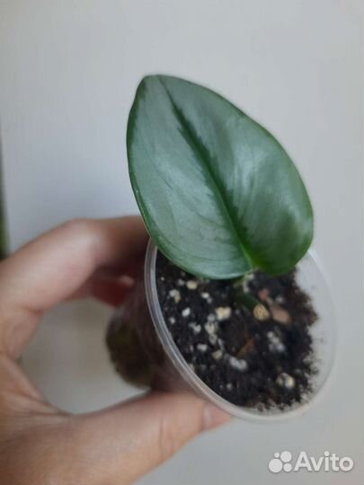 Эпипремнумы и сциндапсусы