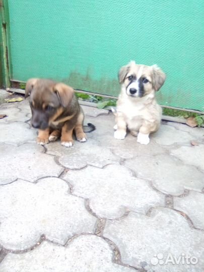 Щенки в добрые руки бесплатно
