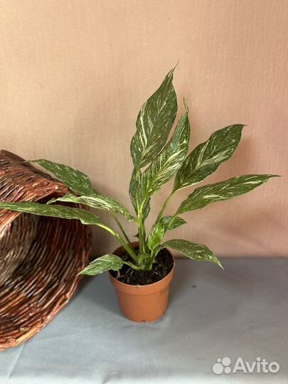 Спатифиллум даймонд D14