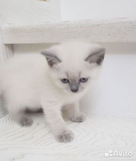 Шотландские котята