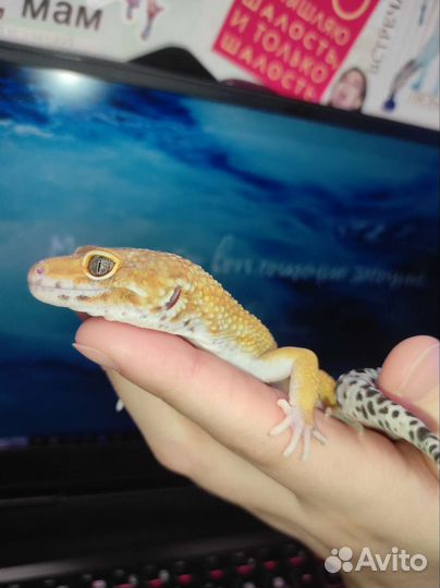 Эублефар вязка