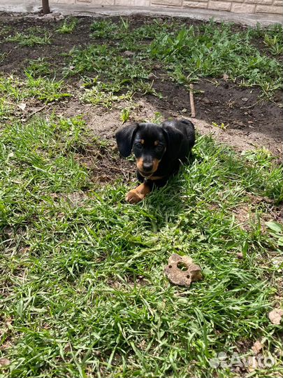 Щенки таксы