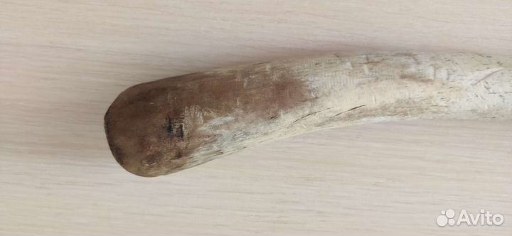 Моржовый хрен (бакулюм)