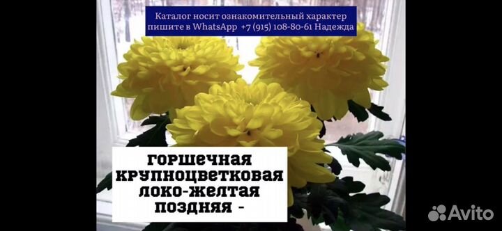 Хризантемы мультифлора