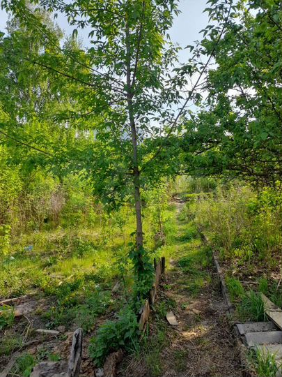 Участок 5,4 сот. (СНТ, ДНП)