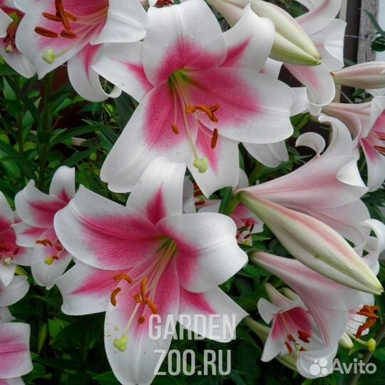 Продам лилий