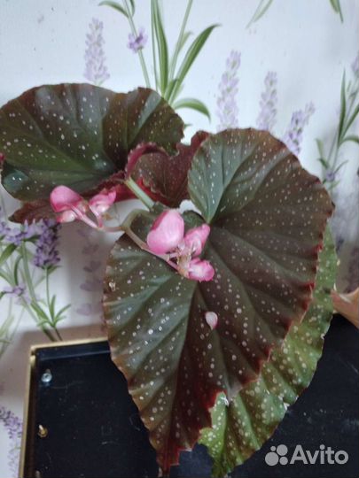 Цветок Бегония