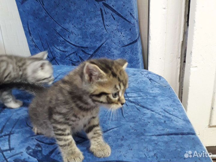 Британские котята