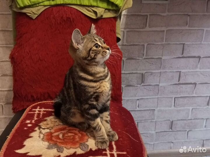 Британские котята