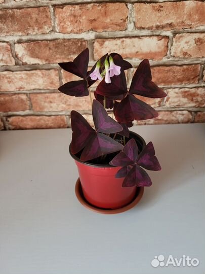 Кислица оксалис