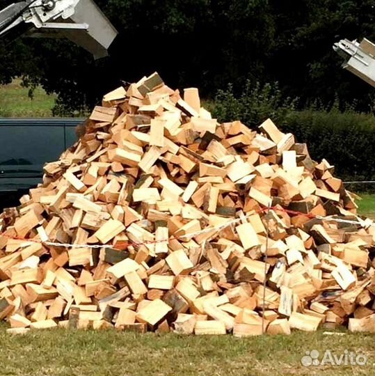 Береза на выбор