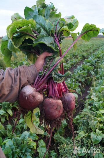 Морковь, свекла, картофель, капуста, лук репчатый