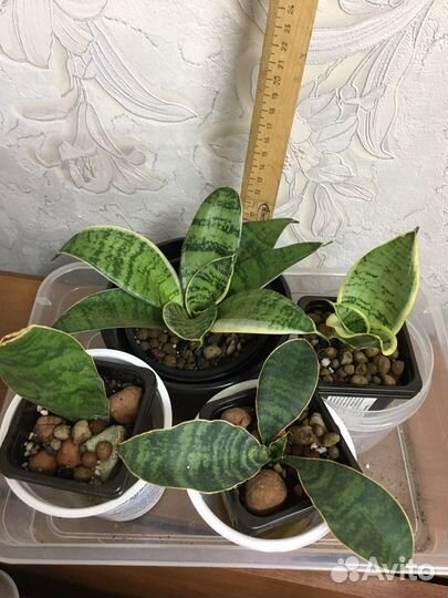 Сансевиерия детки