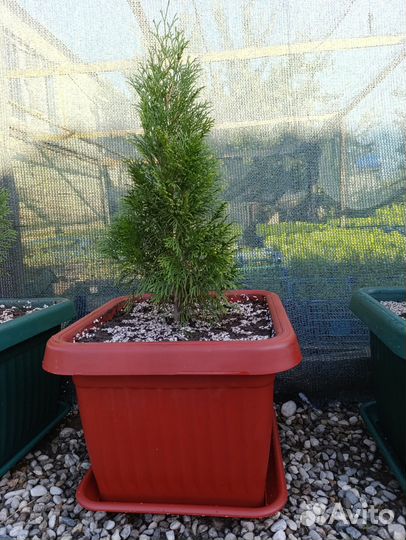 Туя западная смарагд в кашпо