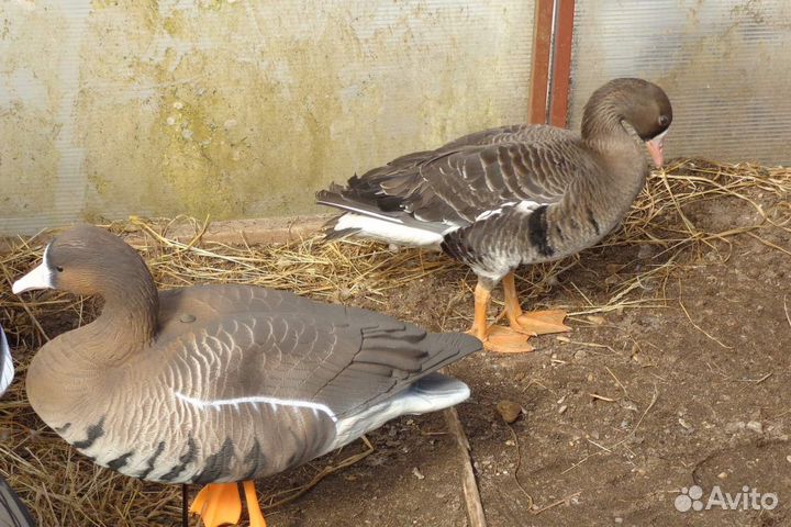 Чучела для охоты гусь softplast А комплект