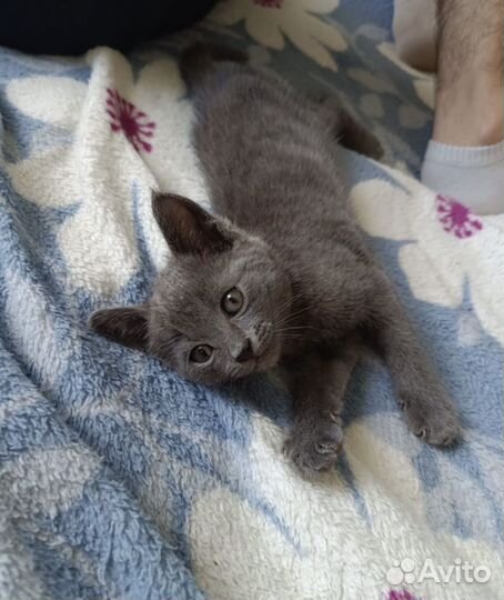 Котёнок девочка