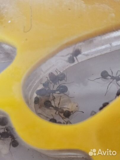 Муравьиная ферма