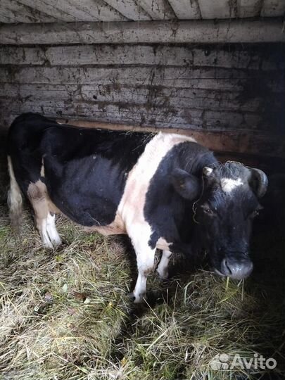 Корова дойная