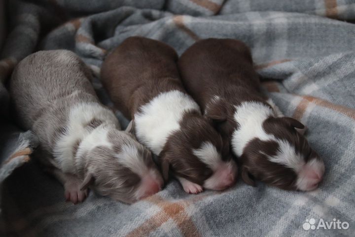 Бордер колли